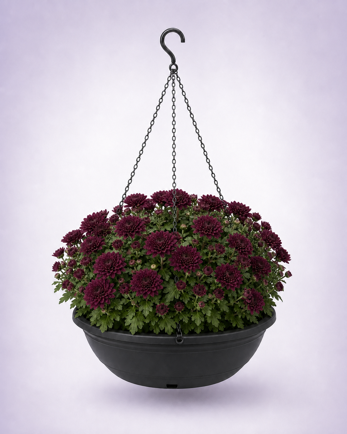 Burgundy chrysanthemum in a 12-inch black hanging basket