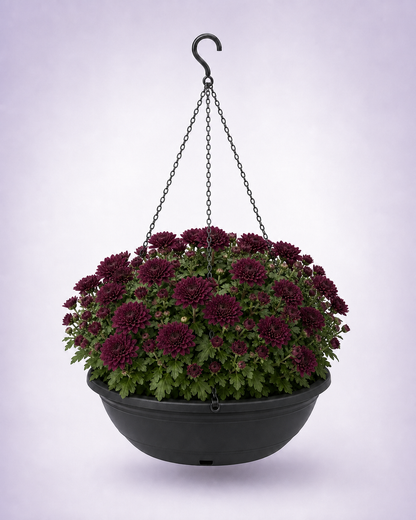 Burgundy chrysanthemum in a 12-inch black hanging basket