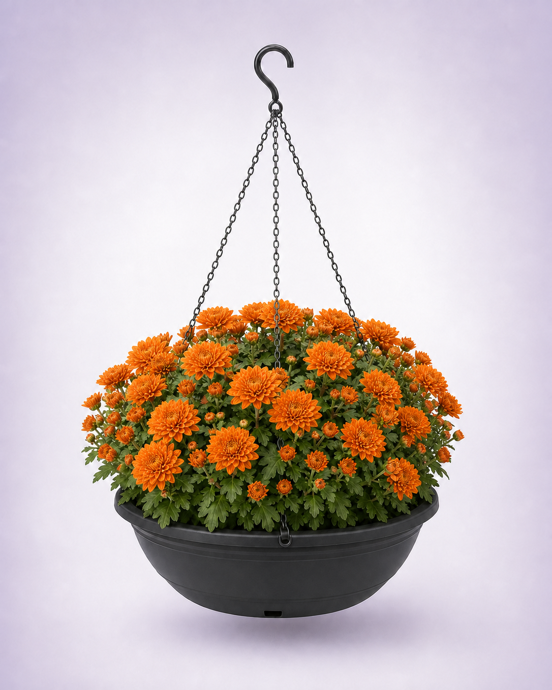 Orange chrysanthemum in a 12-inch black hanging basket