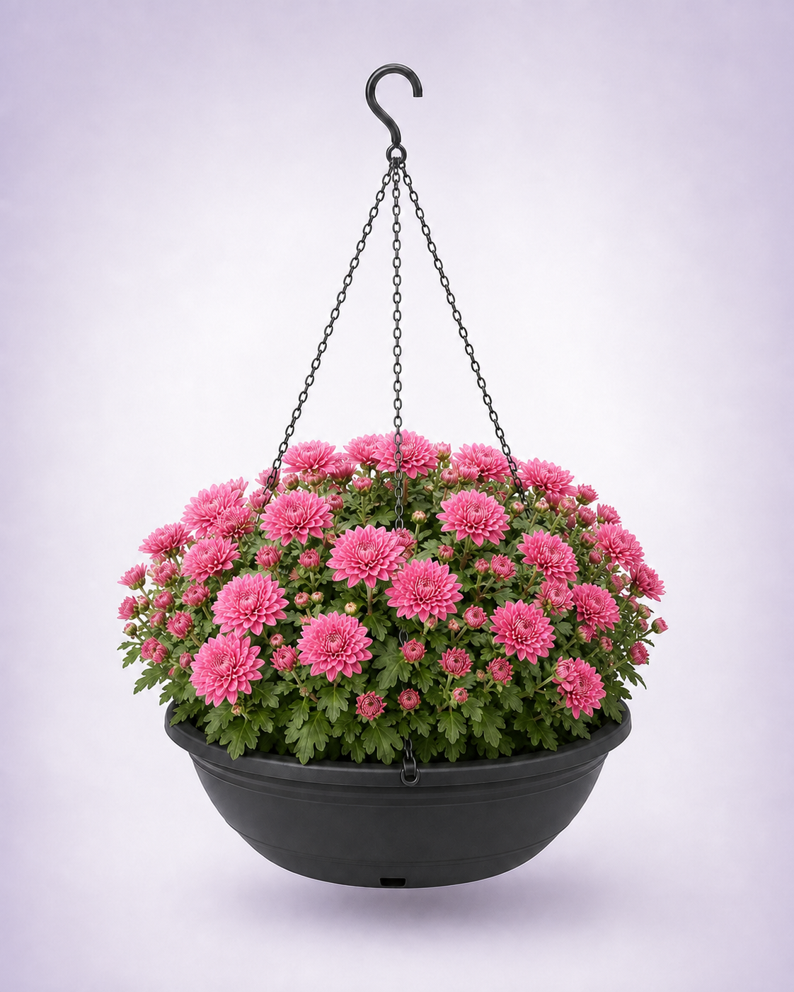 Pink chrysanthemum in a 12-inch black hanging basket