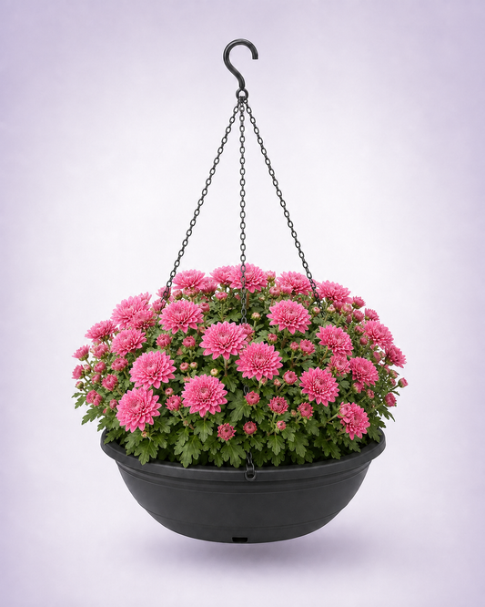 Pink chrysanthemum in a 12-inch black hanging basket