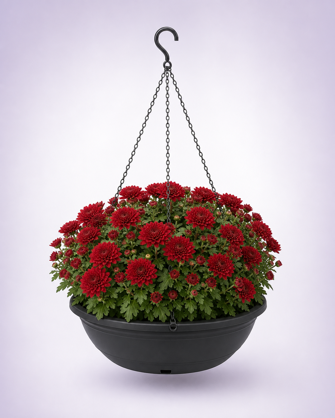 Red chrysanthemum in a 12-inch black hanging basket