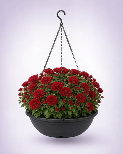 Red chrysanthemum in a 12-inch black hanging basket