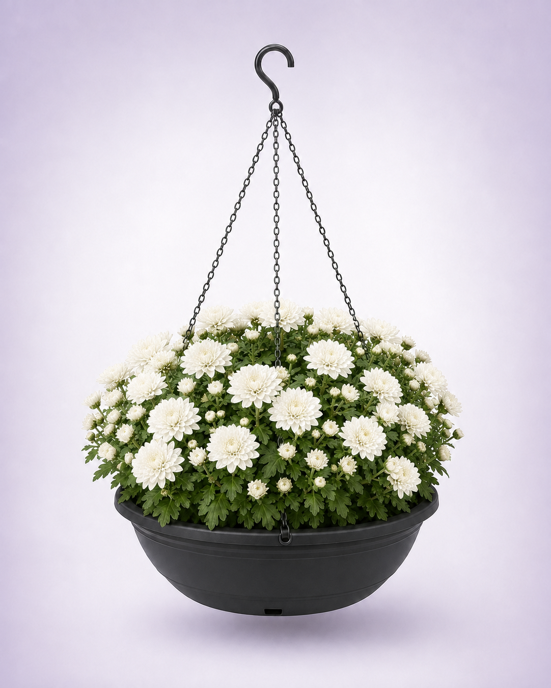 White chrysanthemum in a 12-inch black hanging basket