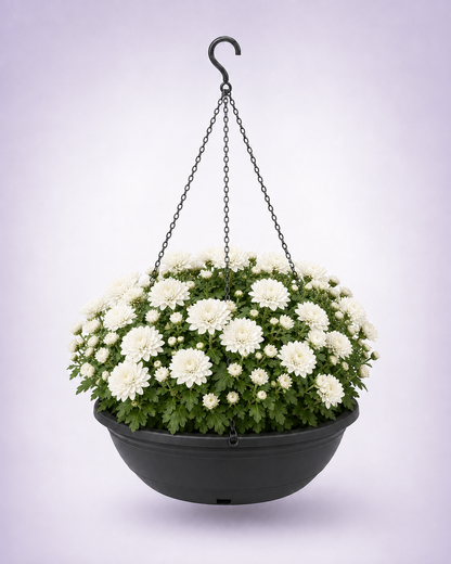 White chrysanthemum in a 12-inch black hanging basket