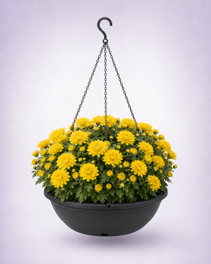 Yellow chrysanthemum in a 12-inch black hanging basket