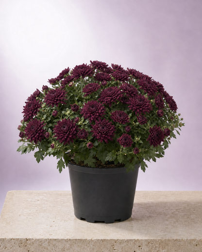 Burgundy chrysanthemum in a 9-inch black nursery pot