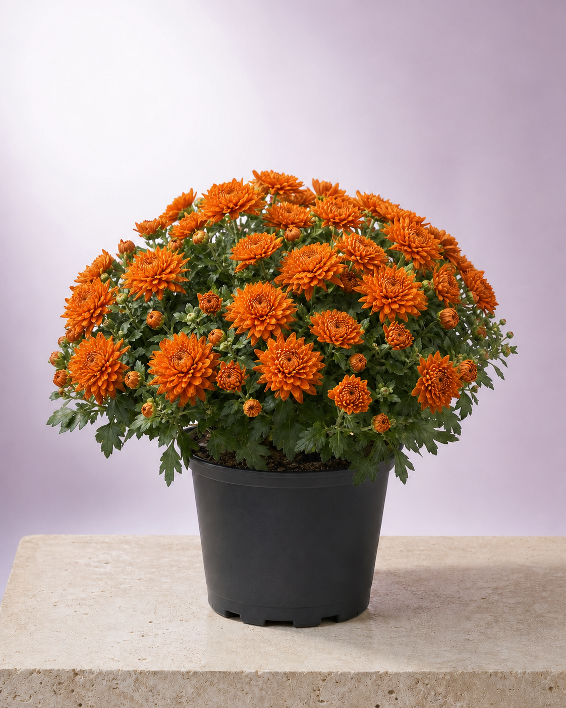 Orange chrysanthemum in a 9-inch black nursery pot