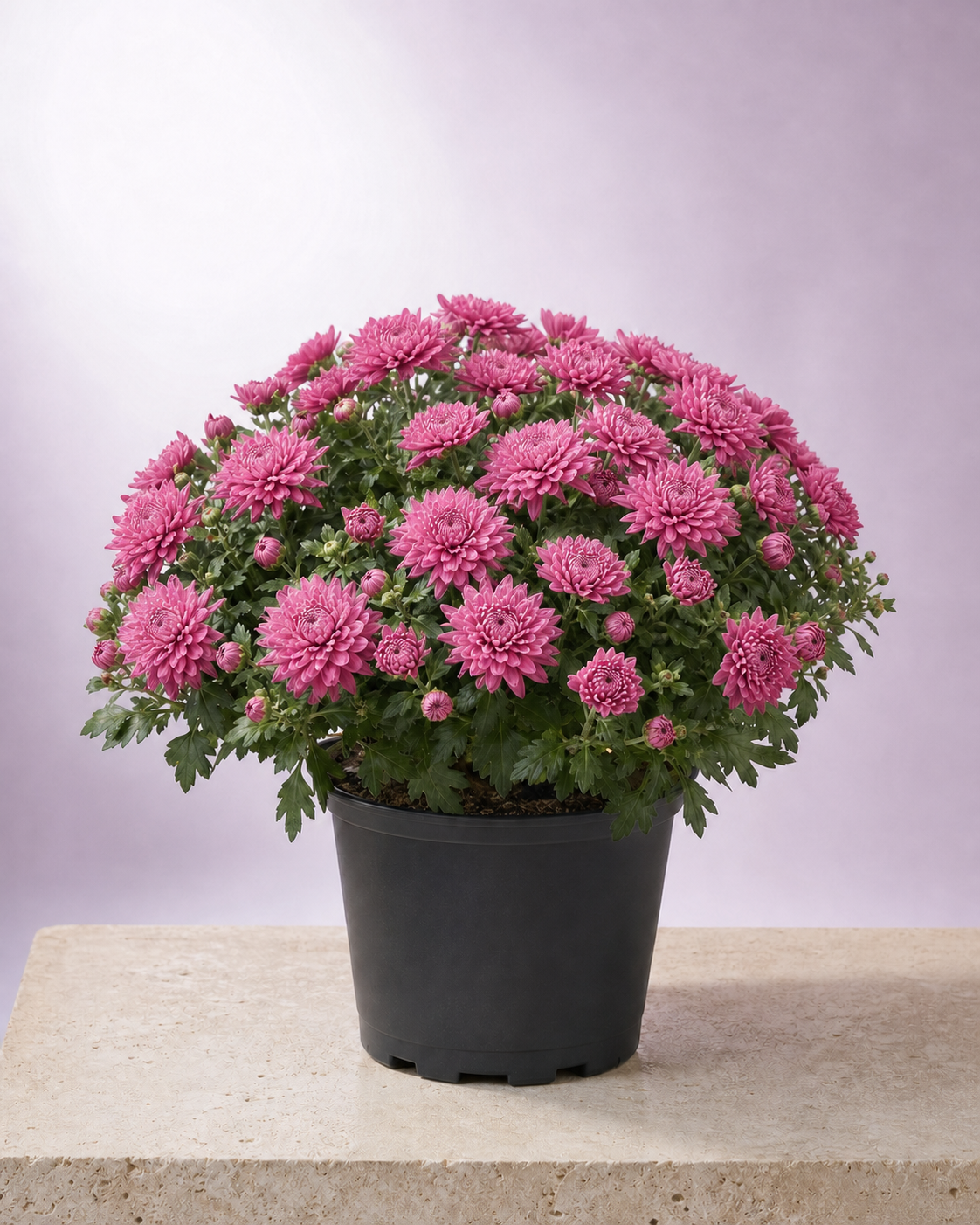 Pink chrysanthemum in a 9-inch black nursery pot