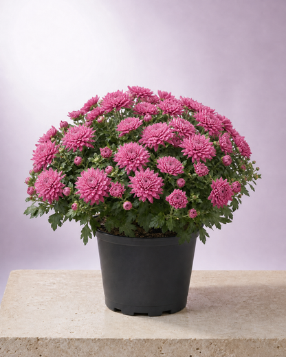 Pink chrysanthemum in a 9-inch black nursery pot