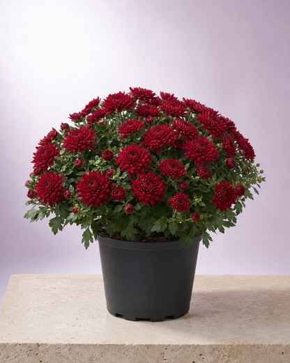 Red chrysanthemum in a 9-inch black nursery pot