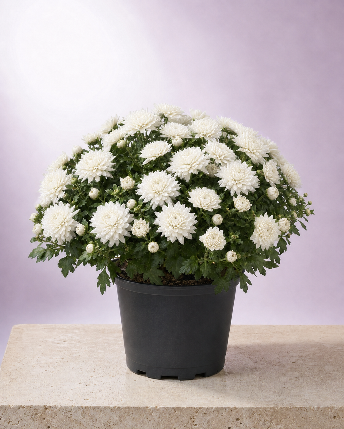 White chrysanthemum in a 9-inch black nursery pot