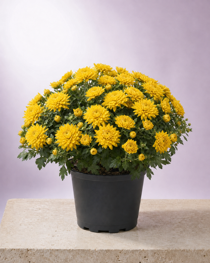 Yellow chrysanthemum in a 9-inch black nursery pot